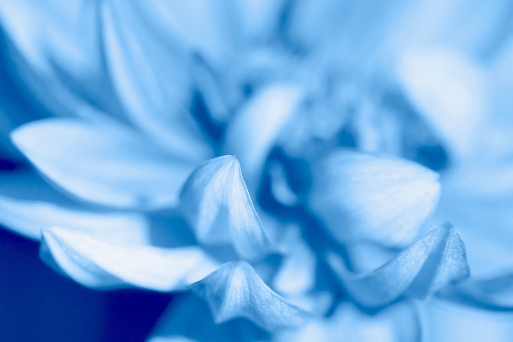 Dahlia flower close up in blue color